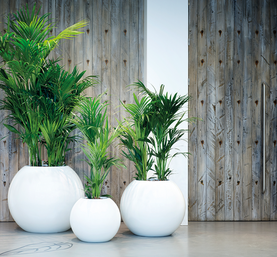 Pflanzen im Büro von Effektivgrün – unserem Partner für Bürobegrünung